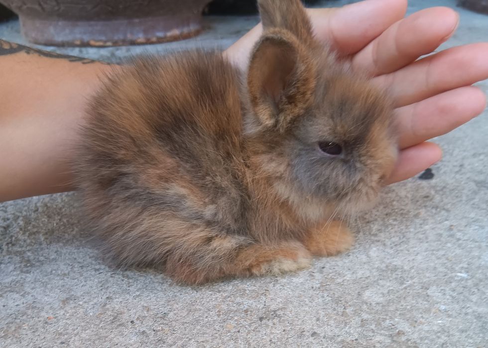 Coelhos anões peludinhos