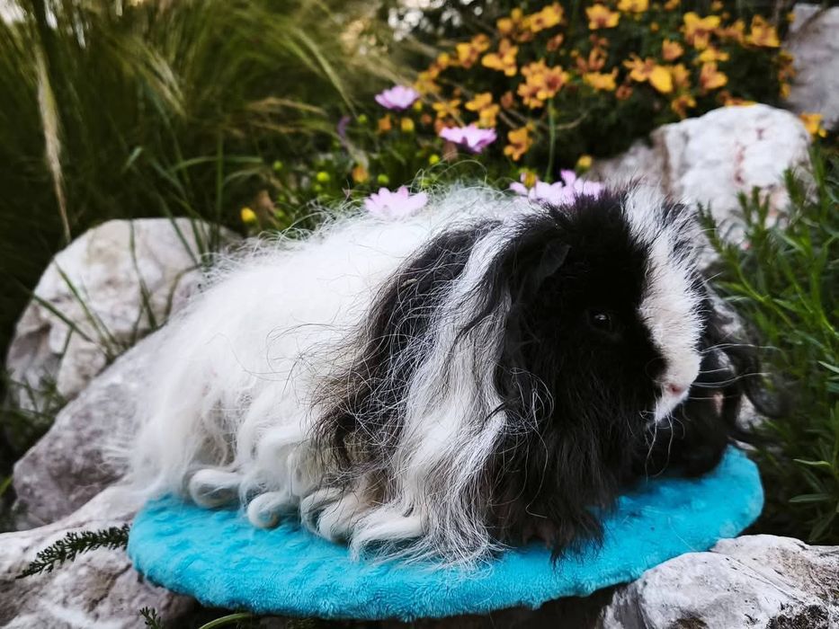 Świnka morska długowłosa z rodowodem, rasowy samiec texel z hodowli