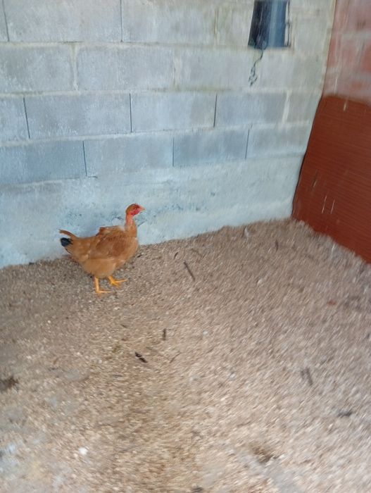2 frangas caseiras a começar a pôr ovos .