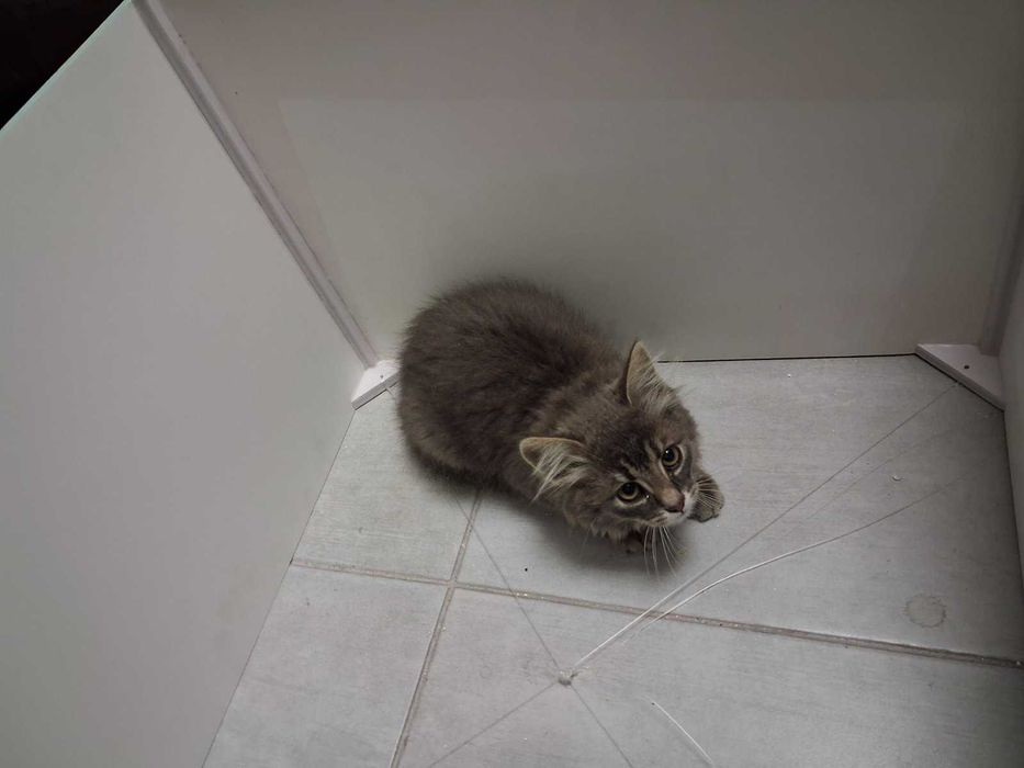 Віддам кота, самовивіз