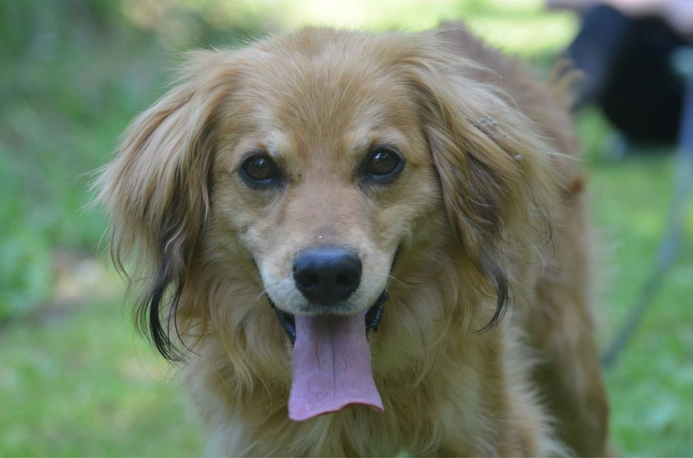 Kimchi-do adopcji