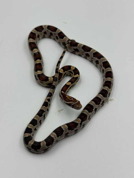 Wąż zbożowy terrarystyka