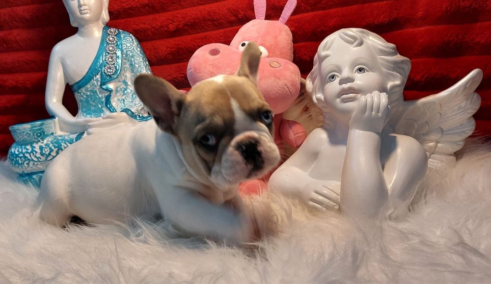 Bulldog frances fawn pied