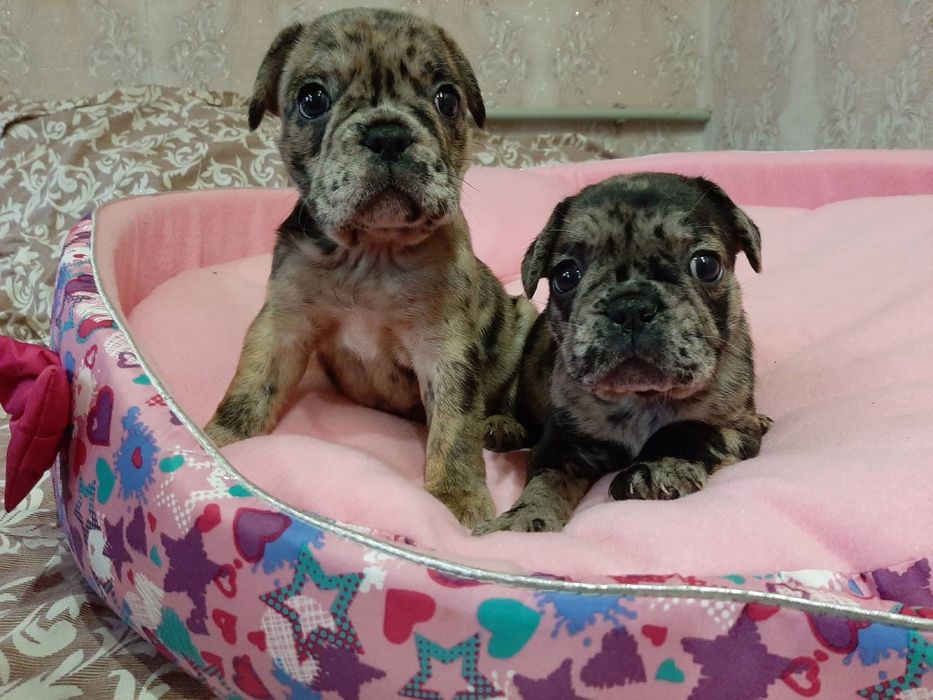 Мальчики и девочки )