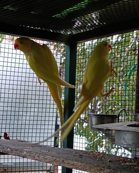 Ring necks criar a mão