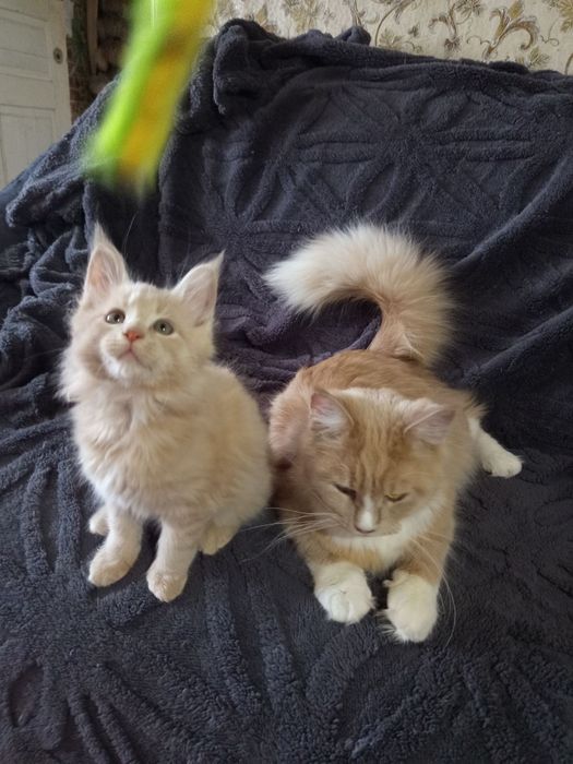 Подарунок на 14 лютого