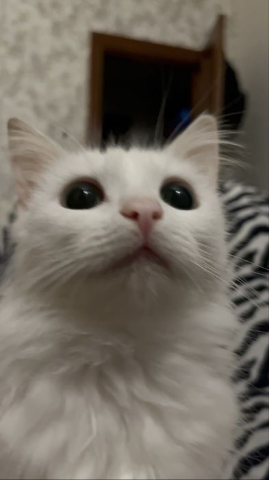 Отдам кошечку в добрые руки.