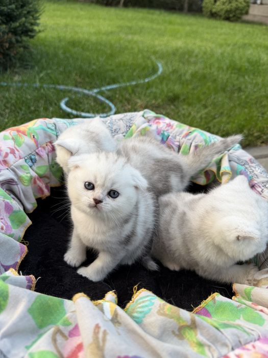 Шотландські котенята 3 шт.