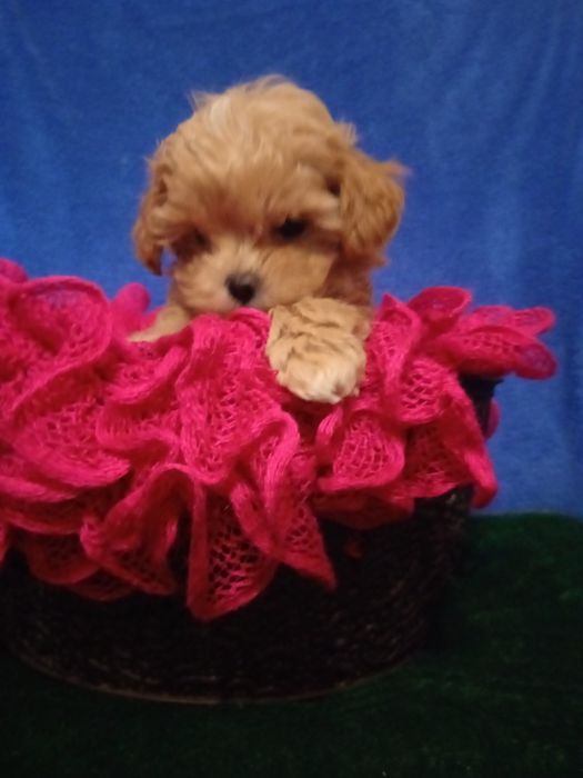 Дівчинка Мальтіпу