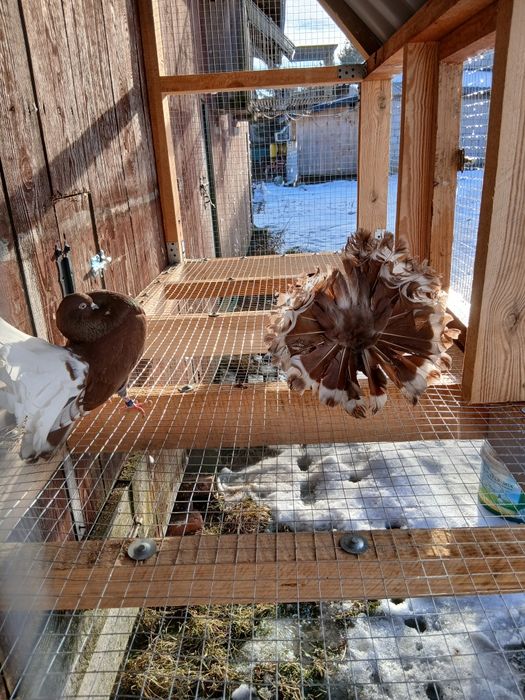 Pawiki gołębie ozdobne