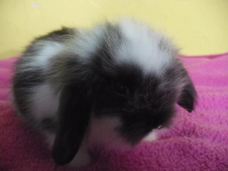 Królik miniaturowy Baranek