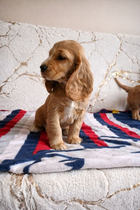 Suczka Cocker Spaniel Angielski