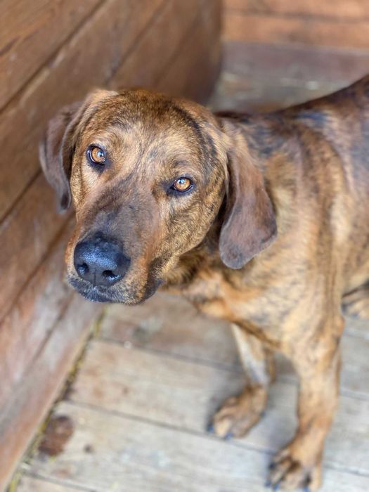 Piękny, wyjątkowy Apart szuka domu