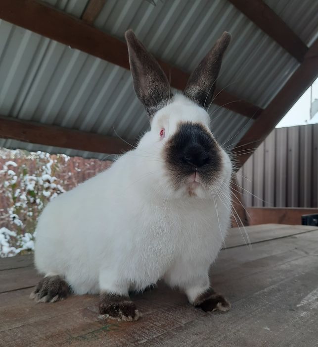 Кролики Каліфорнія