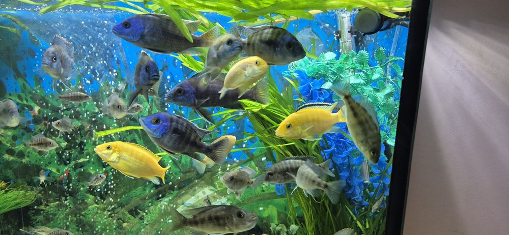 Віддам даром цихлід