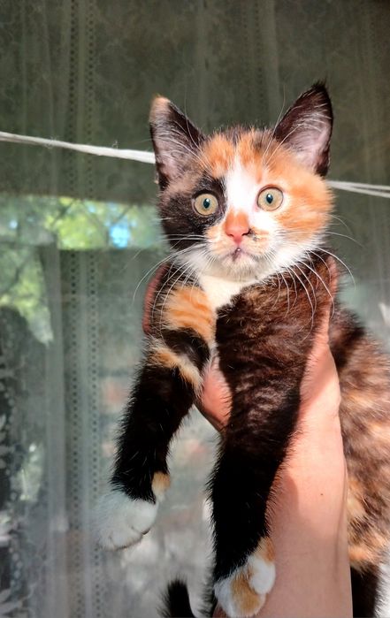 Трёхцветная маленькая котёнок девочка ищет дом! Котята в хорошие руки!