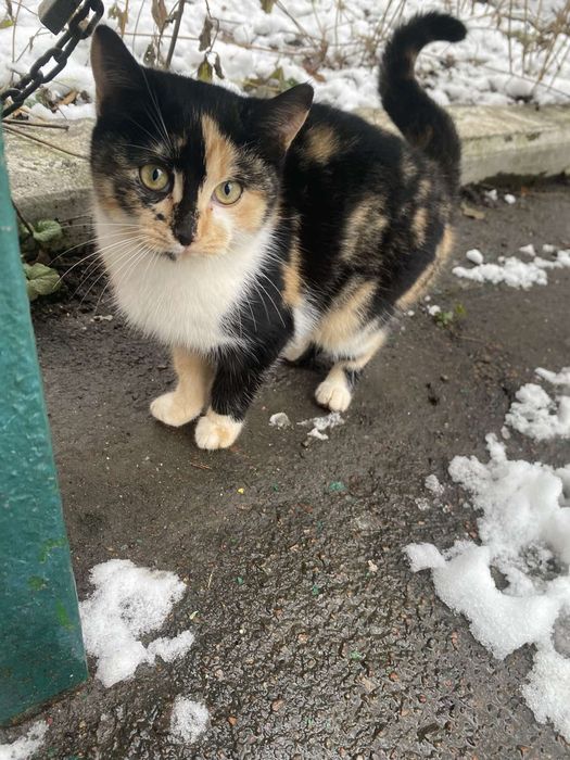 В люблячу родину!