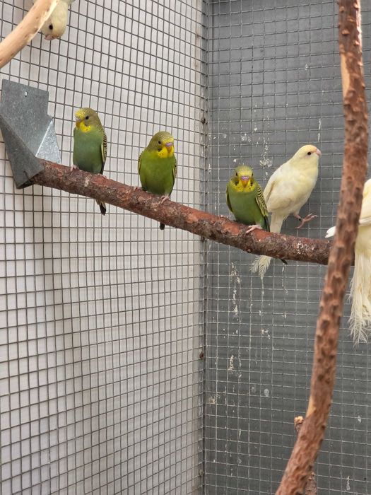 Periquitos Australianos