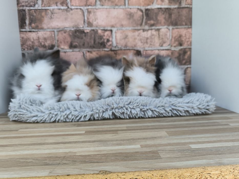 Króliczki karzełki Teddy mini króliki metryka