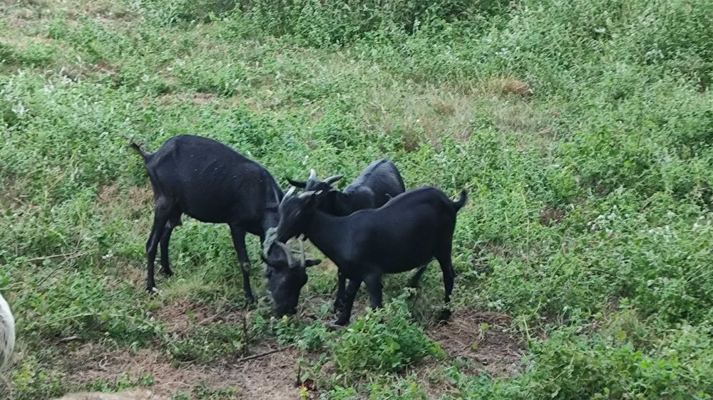 Caprinos raça murciana granadina
