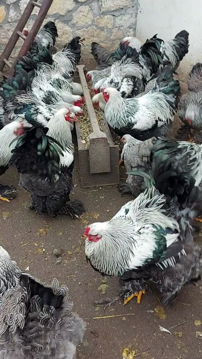 Півні темної брами