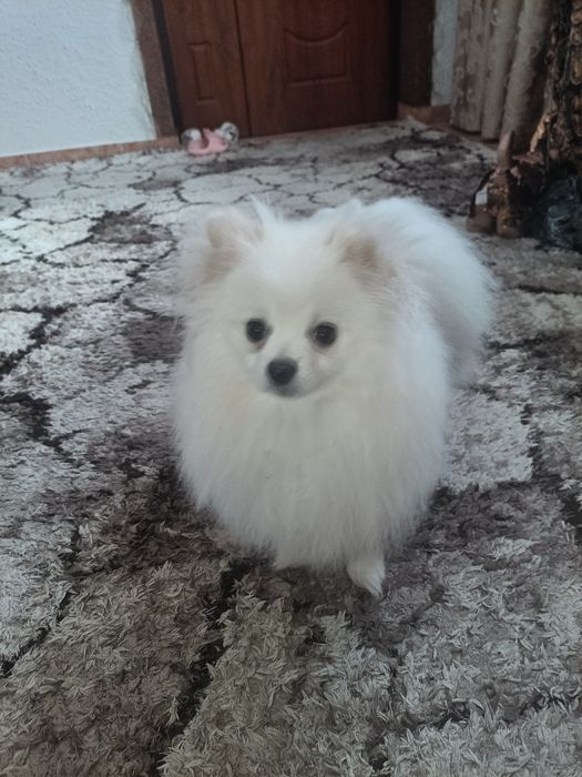 Померанський шпіц