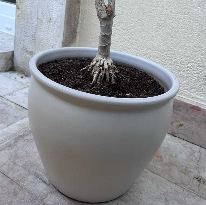 Planta Dracaena marginata (Dragoeiro-de-Madagascar) com vaso
