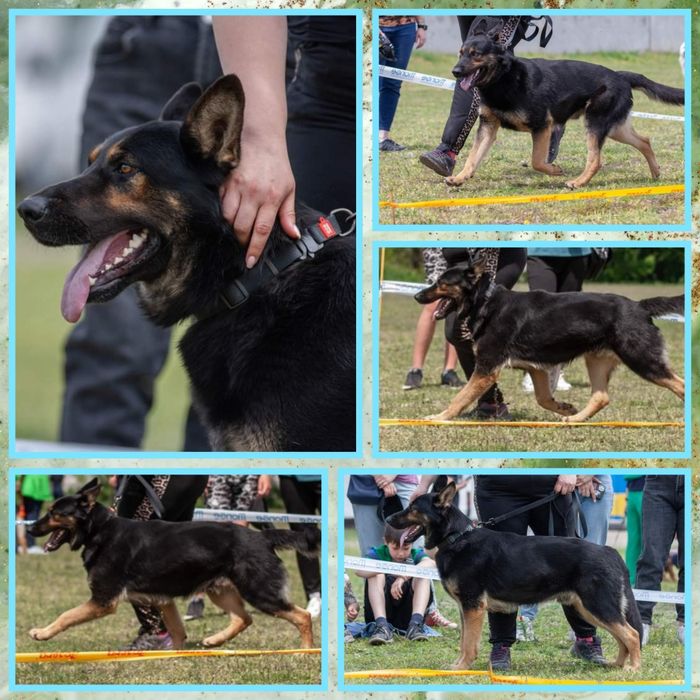 В'язка кобель Старотипної німецької вівчарки