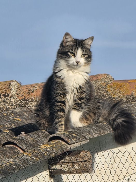 Gatinhos  para adoção
