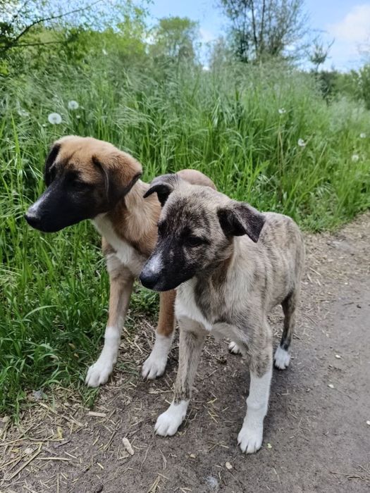 Віддаємо цуциків