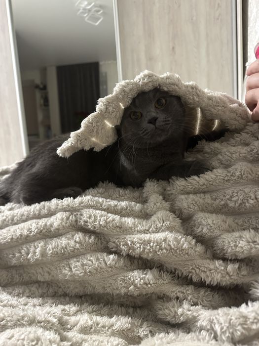 Продам в хороші руки кошеня