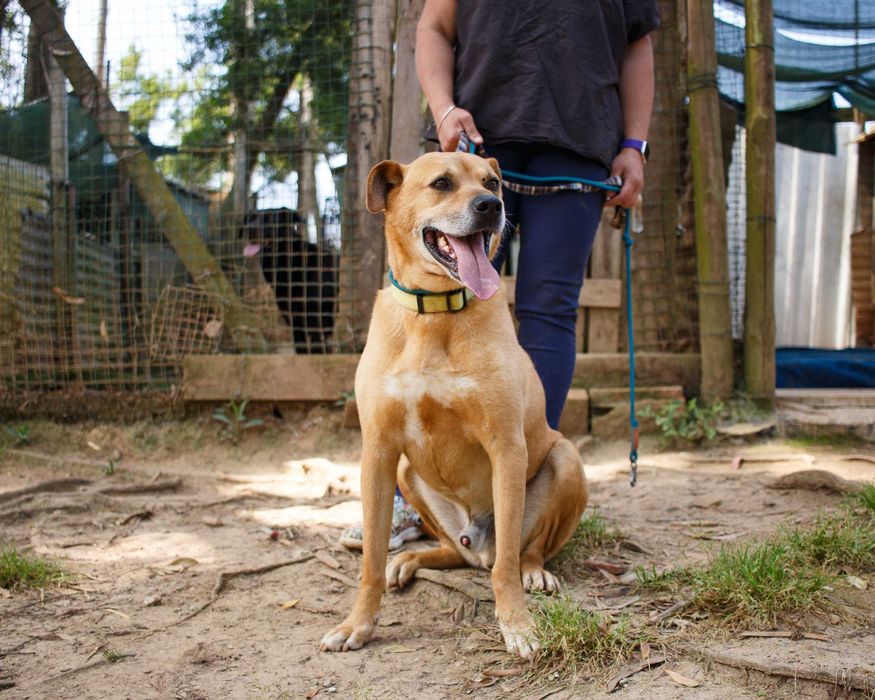 Para adoção, Miguel