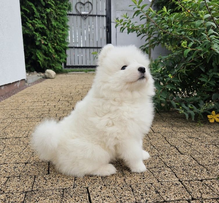 Samoyed szczeniak piesek