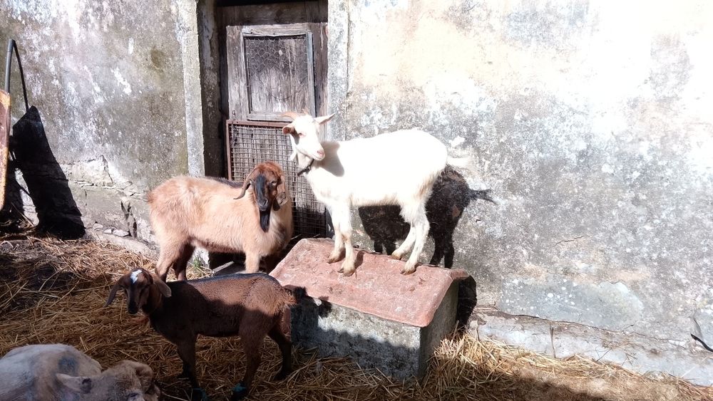 Caprinos e ovinos para venda