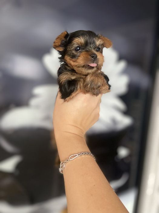 Міні йорк, йоркширський тер’єр | маленькі, ніжні цуценята