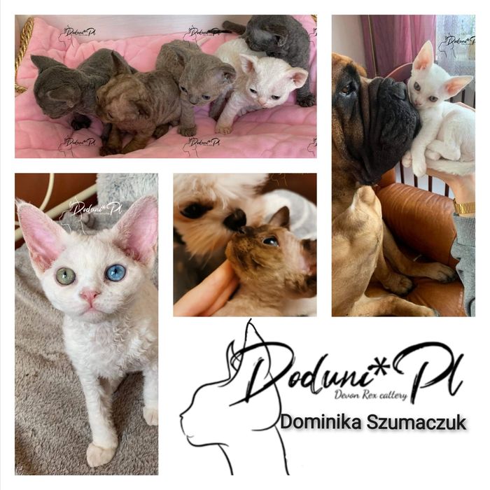 Kotka Devon Rex z paszportem heterochromia, różnooka, od