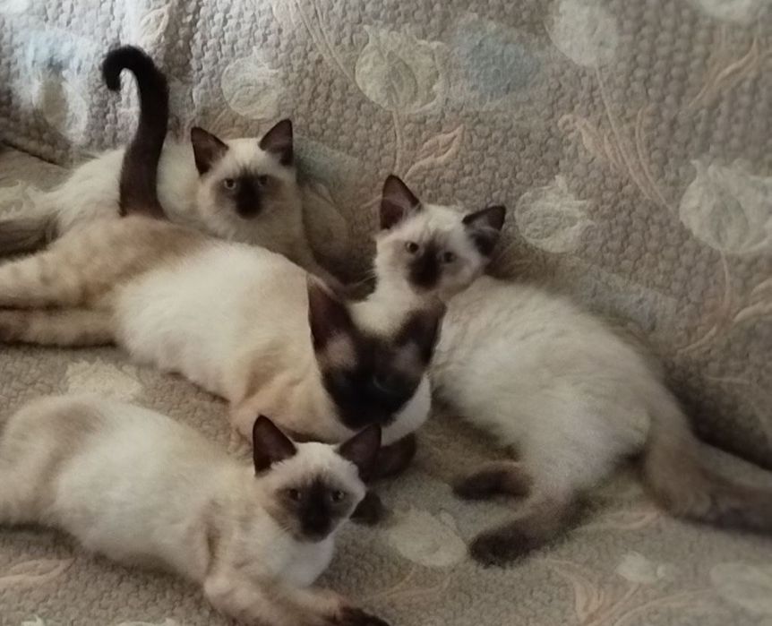 Котята ждут семью.