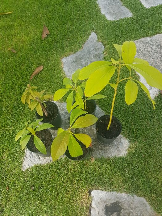 Avocado trees ready for transplanting, starting from €4.64584265828867122