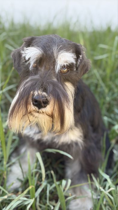 Schnauzer miniatura preto e prateado