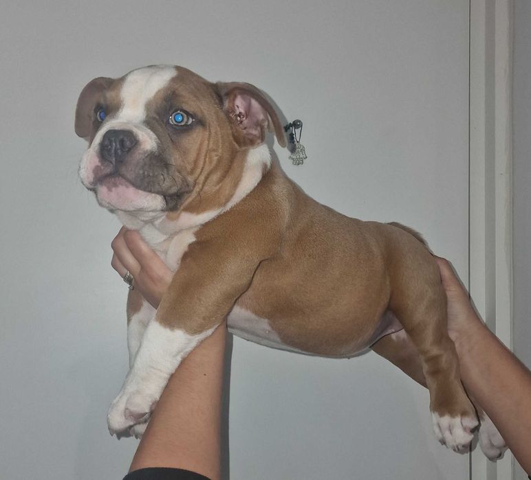 American Bully Pocket
