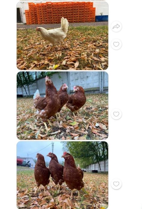 Жива птиця. Кури, качки та гусенята.