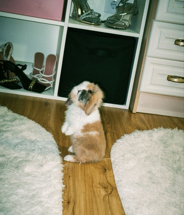 Coelho Mini Lop Femea