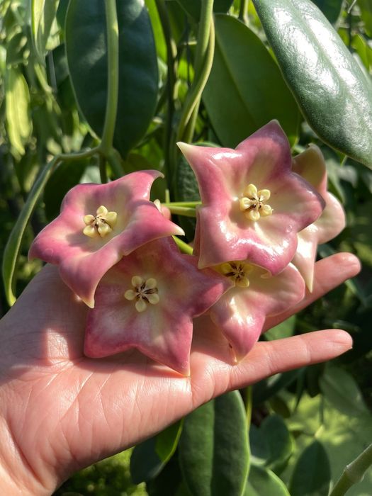 Hoya Monette sadzonka szczytowa