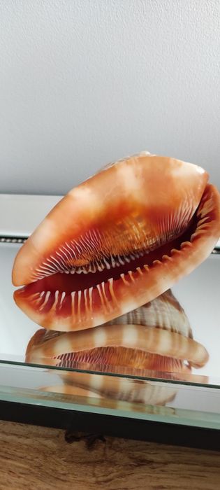 Muszla Helmowca duża