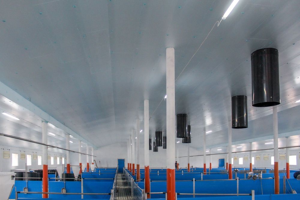 Ocieplenie Termoizolacja Płyta Styrodur XPS AGRO Niebieska na Chlewnie