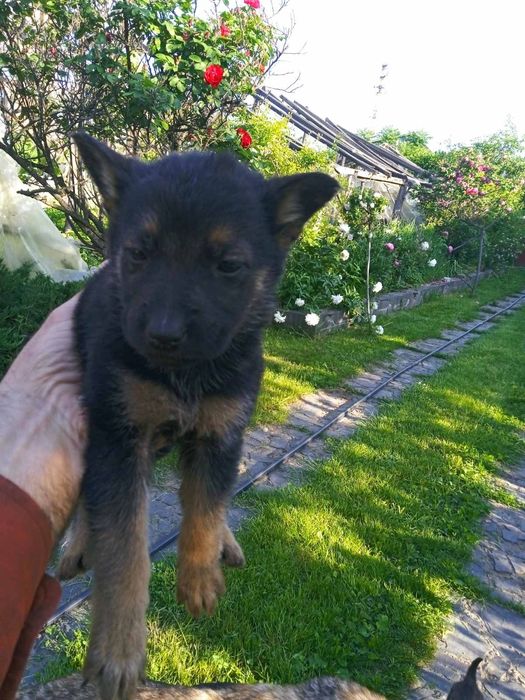 Щенки метисы овчарки, бесплатно