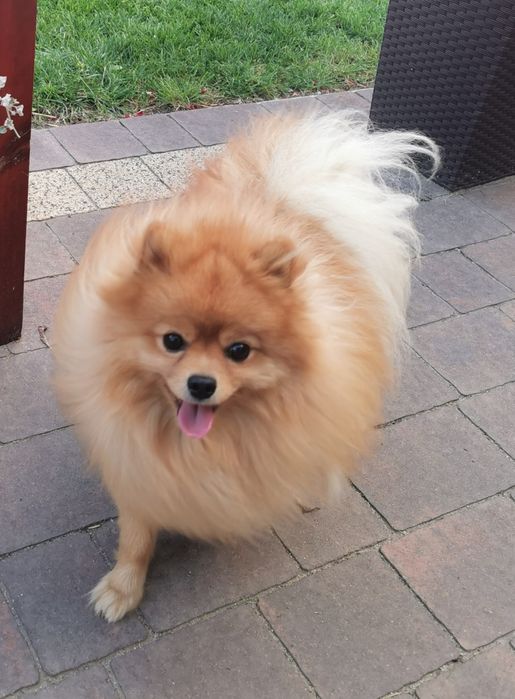 Szpic miniaturowy krycie