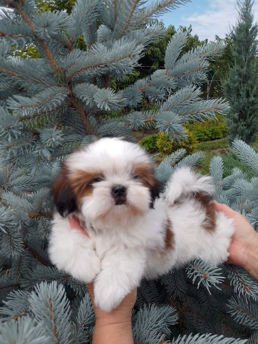 Манюння ши-тцу. Буде міні.