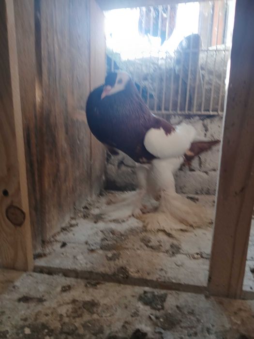 Garłacz czeski samiec