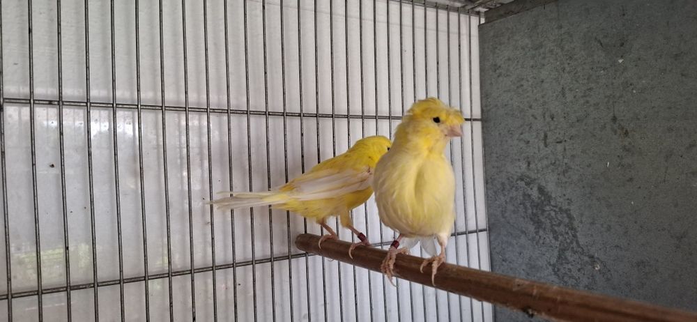 Vendo casal de canários Poupa Alemão